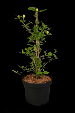 Calycanthus 'Venus' Strauch 60-80 cm