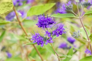 Bartblume Caryopteris clandonensis 'Heavenly Blue' Strauch 20-25 C1,5 Caryopteris clandonensis 'Heavenly Blue' Strauch 20-25 cm
