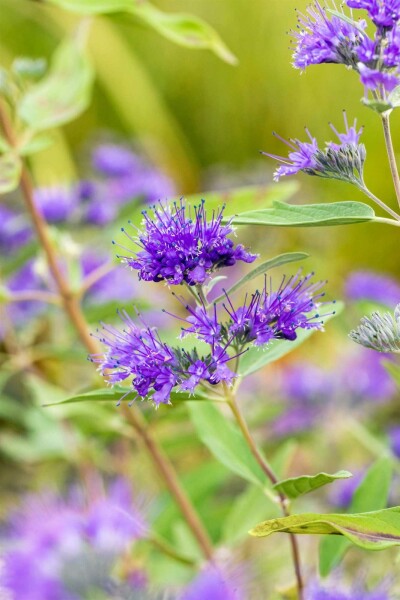 Bartblume Caryopteris clandonensis 'Heavenly Blue' Strauch 40-60 C5 Caryopteris clandonensis 'Heavenly Blue' Strauch 40-60 cm