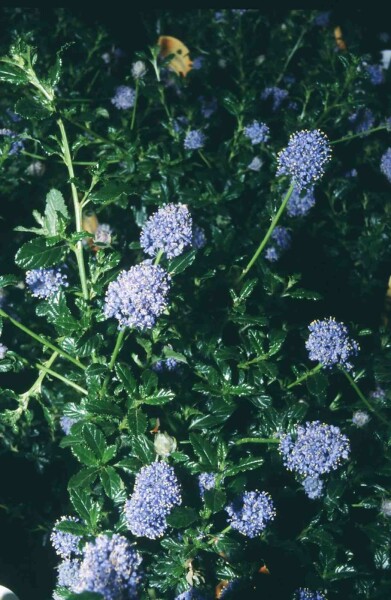 Ceanothus 'Blue Mound' Strauch 30-40 cm