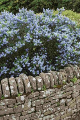 Ceanothus burkwoodii Strauch 60-80 cm
