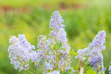 Ceanothus 'Gloire de Versailles' Strauch 60-80 cm