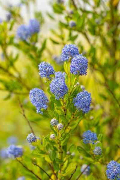 Ceanothus impressus 'Victoria' Strauch 25-30 cm