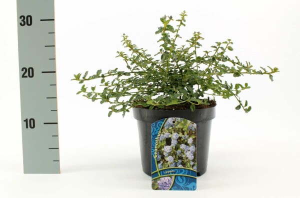 Ceanothus thyrsiflorus 'Repens' Strauch 30-40 cm