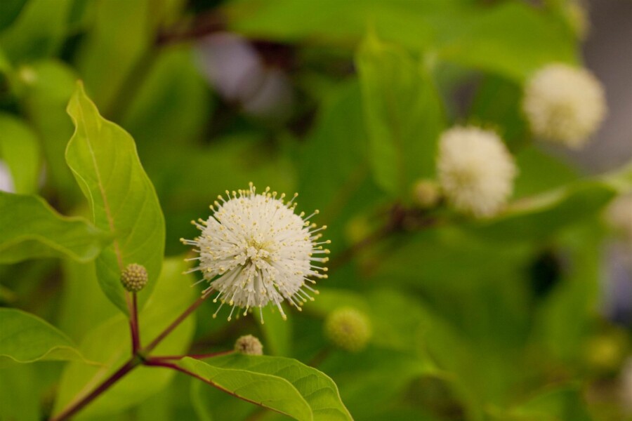 Knopfbusch Cephalanthus occidentalis Strauch 40-60 C5 Cephalanthus occidentalis Strauch 40-60 cm