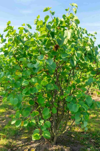 Kanadischer judasbaum Cercis canadensis Strauch 80-100 C10 Cercis canadensis Strauch 80-100 cm