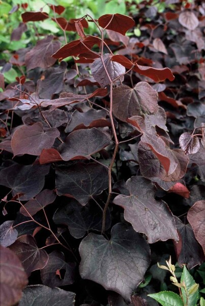 Cercis canadensis 'Forest Pansy' Strauch 80-100 cm