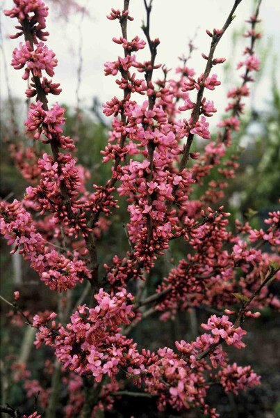 Cercis chinensis 'Avondale' Strauch