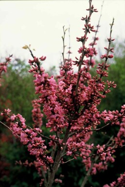 Cercis chinensis 'Avondale' Strauch