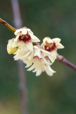 Chimonanthus praecox Strauch 60-80 cm