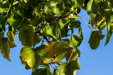 Strauch-Efeu Hedera helix 'Arborescens' Topf Hedera helix 'Arborescens'
