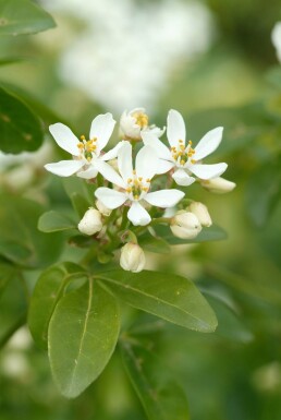 Orangenblume Choisya ternata Strauch 40-60 C7,5 Choisya ternata Strauch 40-60 cm