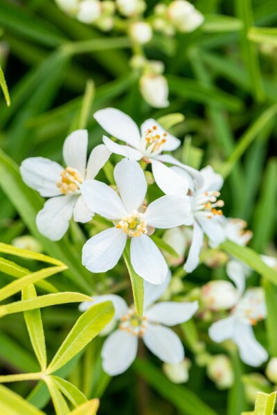 Choisya ternata 'Aztec Pearl' Strauch 60-80 cm