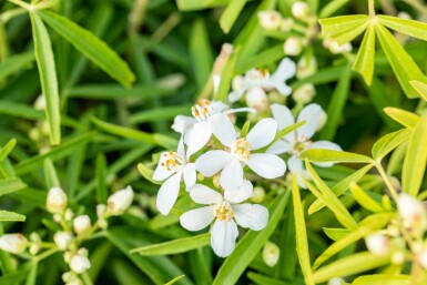 Choisya ternata 'Aztec Pearl' Strauch 60-80 cm