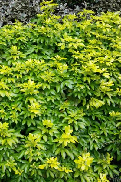 Choisya ternata 'Sundance' Strauch 30-40 cm