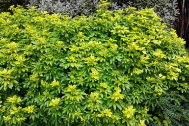 Choisya ternata 'Sundance' Strauch 30-40 cm