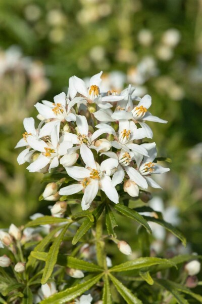 Mexikanische orangenblume Choisya ternata 'White Dazzler' Strauch 35-40 C10 Choisya ternata 'White Dazzler' Strauch 35-40 cm