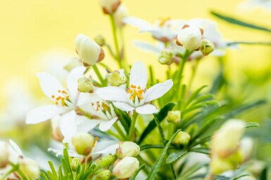 Choisya ternata 'White Dazzler' Strauch 80-100 cm
