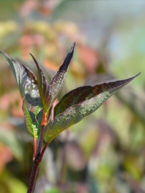 Cornus alba 'Kesselringii' Strauch 100-125 cm