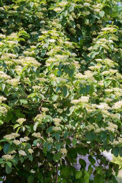 Cornus alternifolia Strauch 80-100 cm