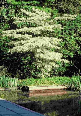 Cornus controversa 'Variegata' Strauch 200-250 cm
