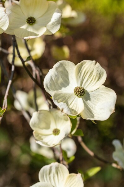 Amerikanischer Blumen-Hartriegel Cornus florida Strauch 200-250 C80 Cornus florida Strauch 200-250 cm