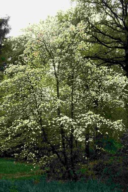 Cornus kousa Strauch 50-60 cm