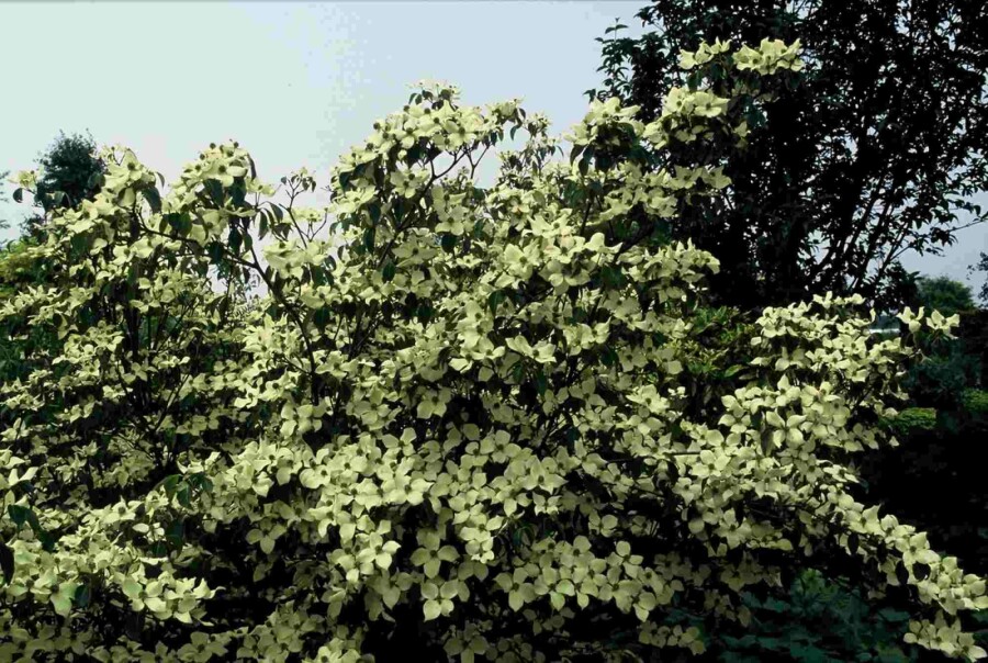 Chinesischer Blumen-Hartriegel 'China Girl' Cornus kousa 'China Girl' Strauch 60-80 C5 Cornus kousa 'China Girl' Strauch 60-80 cm