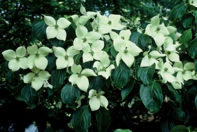 Cornus kousa 'China Girl' Strauch 80-100 cm