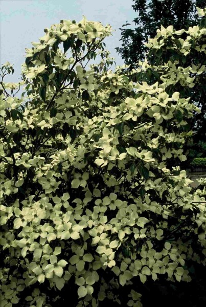 Chinesischer Blumen-Hartriegel 'China Girl' Cornus kousa 'China Girl' Strauch 125-150 C15 Cornus kousa 'China Girl' Strauch 125-150 cm