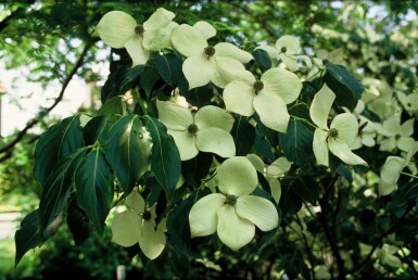 Chinesischer Blumen-Hartriegel 'China Girl' Cornus kousa 'China Girl' Strauch 125-150 C15 Cornus kousa 'China Girl' Strauch 125-150 cm