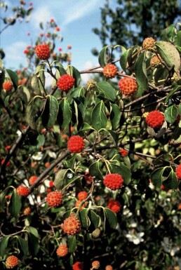 Cornus kousa 'China Girl' Strauch 125-150 cm