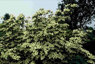 Cornus kousa 'China Girl' Strauch 150-175 cm