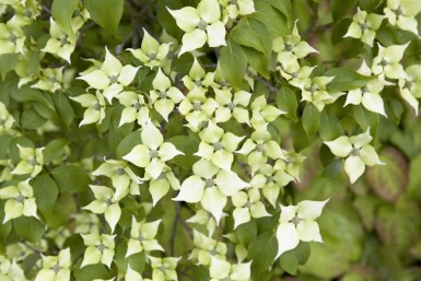Cornus kousa chinensis Strauch 80-100 cm