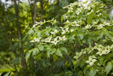 Cornus kousa chinensis Strauch 80-100 cm