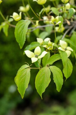 Cornus kousa chinensis Strauch 80-100 cm