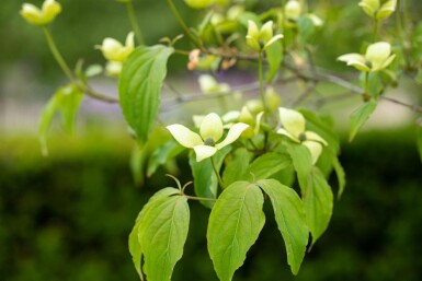 Cornus kousa chinensis Strauch 80-100 cm