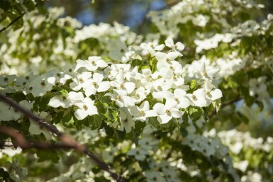 Cornus kousa chinensis Strauch 80-100 cm