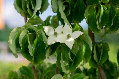 Cornus kousa chinensis Strauch 80-100 cm