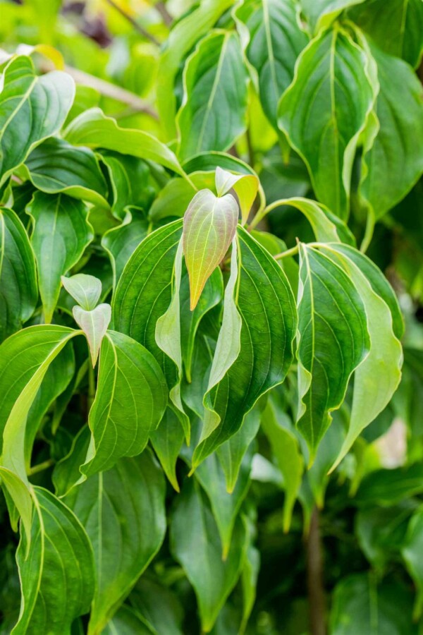 Chinesische Kornelkirsche Cornus kousa chinensis Strauch 150-175 C20 Cornus kousa chinensis Strauch 150-175 cm