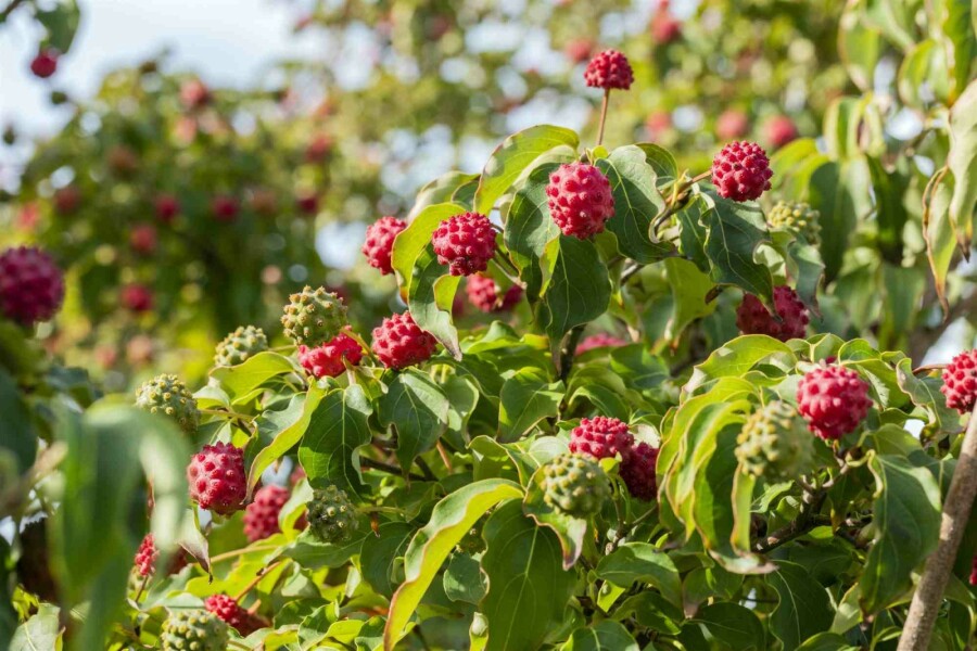 Chinesischer Blumen-Hartriegel Cornus kousa 'Milky Way' Strauch 60-80 C5 Cornus kousa 'Milky Way' Strauch 60-80 cm