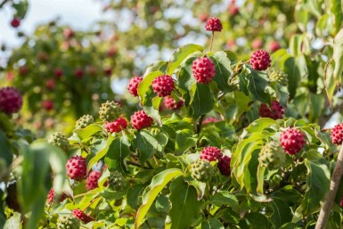 Cornus kousa 'Milky Way' Strauch 60-80 cm