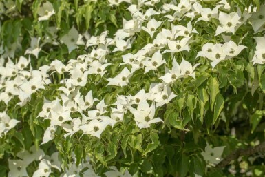 Chinesischer Blumen-Hartriegel Cornus kousa 'Milky Way' Strauch 60-80 C5 Cornus kousa 'Milky Way' Strauch 60-80 cm