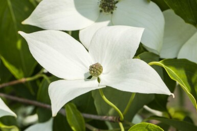 Cornus kousa 'Milky Way' Strauch 125-150 cm