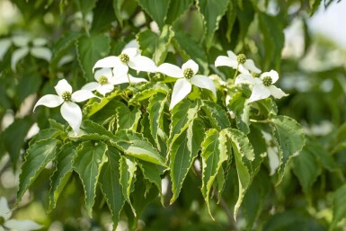 Cornus kousa 'Milky Way' Strauch 150-175 cm