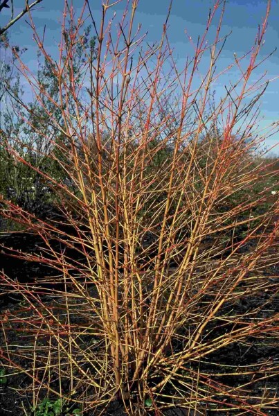 Roter Hartriegel 'Midwinter Fire' Cornus sanguinea 'Midwinter Fire' Strauch 60-80 C7,5 Cornus sanguinea 'Midwinter Fire' Strauch 60-80 cm