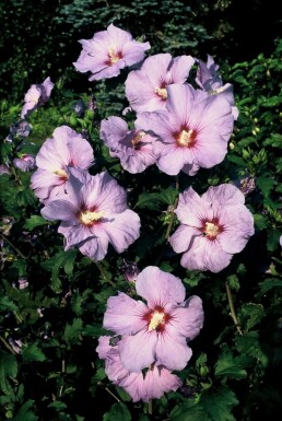 Roseneibisch Hibiscus syriacus 'Oiseau Bleu' Topf Hibiscus syriacus 'Oiseau Bleu' Strauch