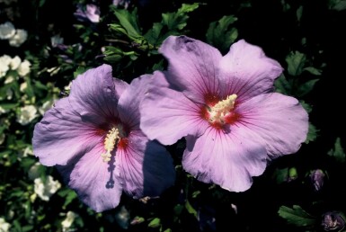 Roseneibisch Hibiscus syriacus 'Oiseau Bleu' Topf Hibiscus syriacus 'Oiseau Bleu' Strauch