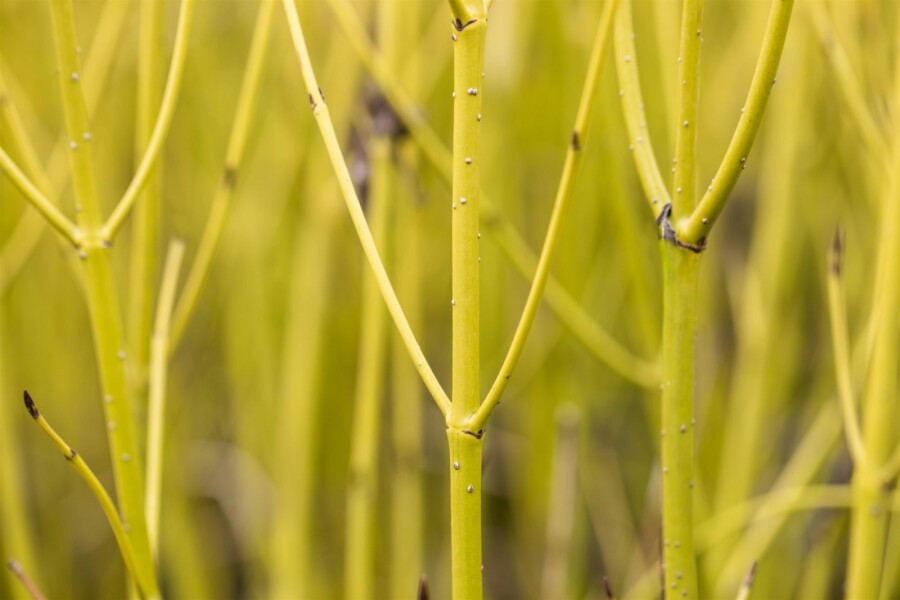 Gelber hartriegel Cornus sericea 'Flaviramea' Strauch 60-80 C3 Cornus sericea 'Flaviramea' Strauch 60-80 cm