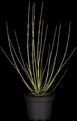 Gelber hartriegel Cornus sericea 'Flaviramea' Strauch 60-80 C5 Cornus sericea 'Flaviramea' Strauch 60-80 cm